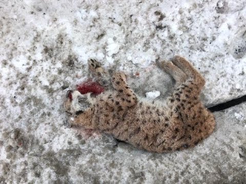 franche comté : série de collisions tragiques de lynx soulève l’alarme