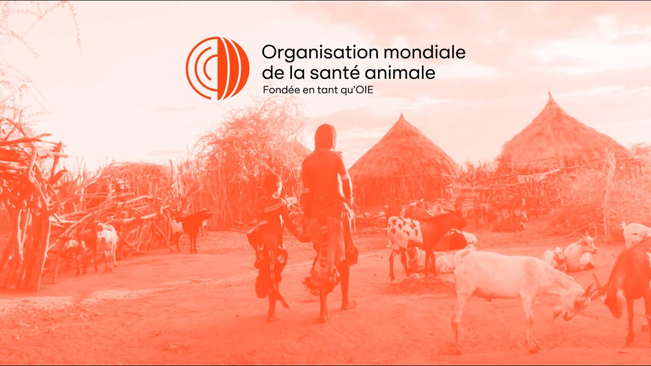 propagation de la dermatose nodulaire en franche comté : un défi pour l’agriculture locale